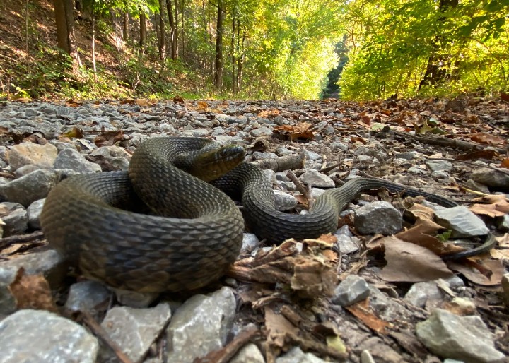 Mississippi Green Water Snake
